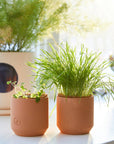 Tiny Terracotta Pet Grow Kits