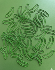 Pickle Paper Clips