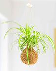 The Art of Kokedama- DIY Kit