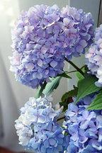 Happily Hydrangea Paint by Numbers