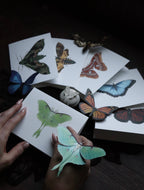 Luna Moth Greeting Card