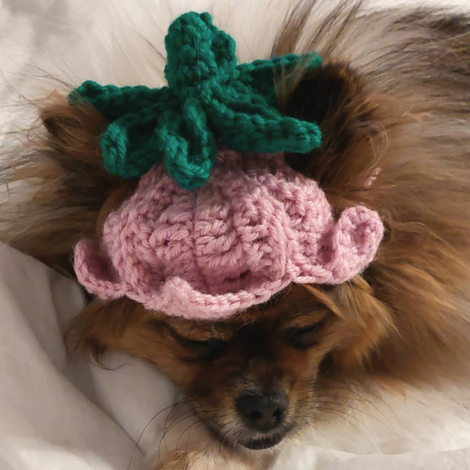 Crochet Tulip Hat - Cat Bonnet - Pet Hat