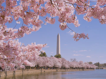 Cherry Blossom Crafternoon: Pop Art Cherry Blossoms