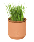 Tiny Terracotta Pet Grow Kits