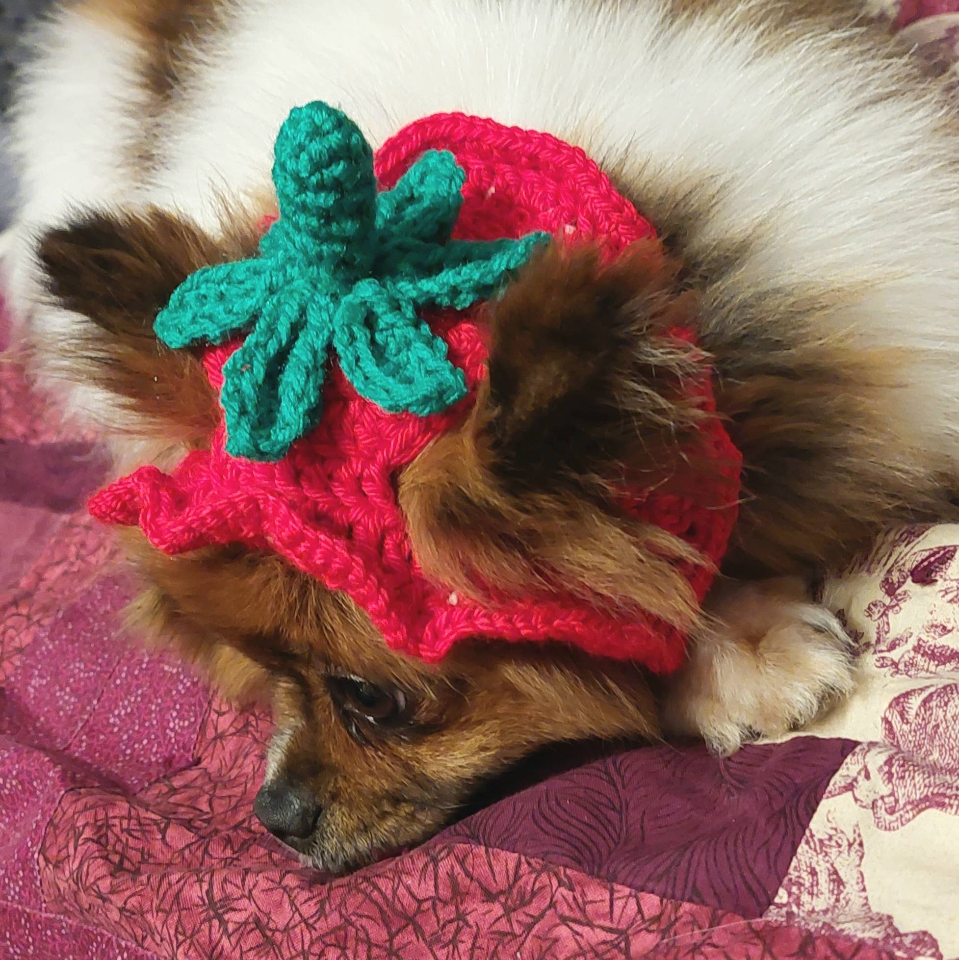 Crochet Strawberry Hat - Cat Bonnet - Pet Hat