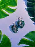 Mini Monstera