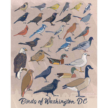 Birds of Washington DC Postcard