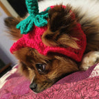 Crochet Strawberry Hat - Cat Bonnet - Pet Hat