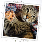 Get Baked Cookie Refillable Catnip Cat Toy