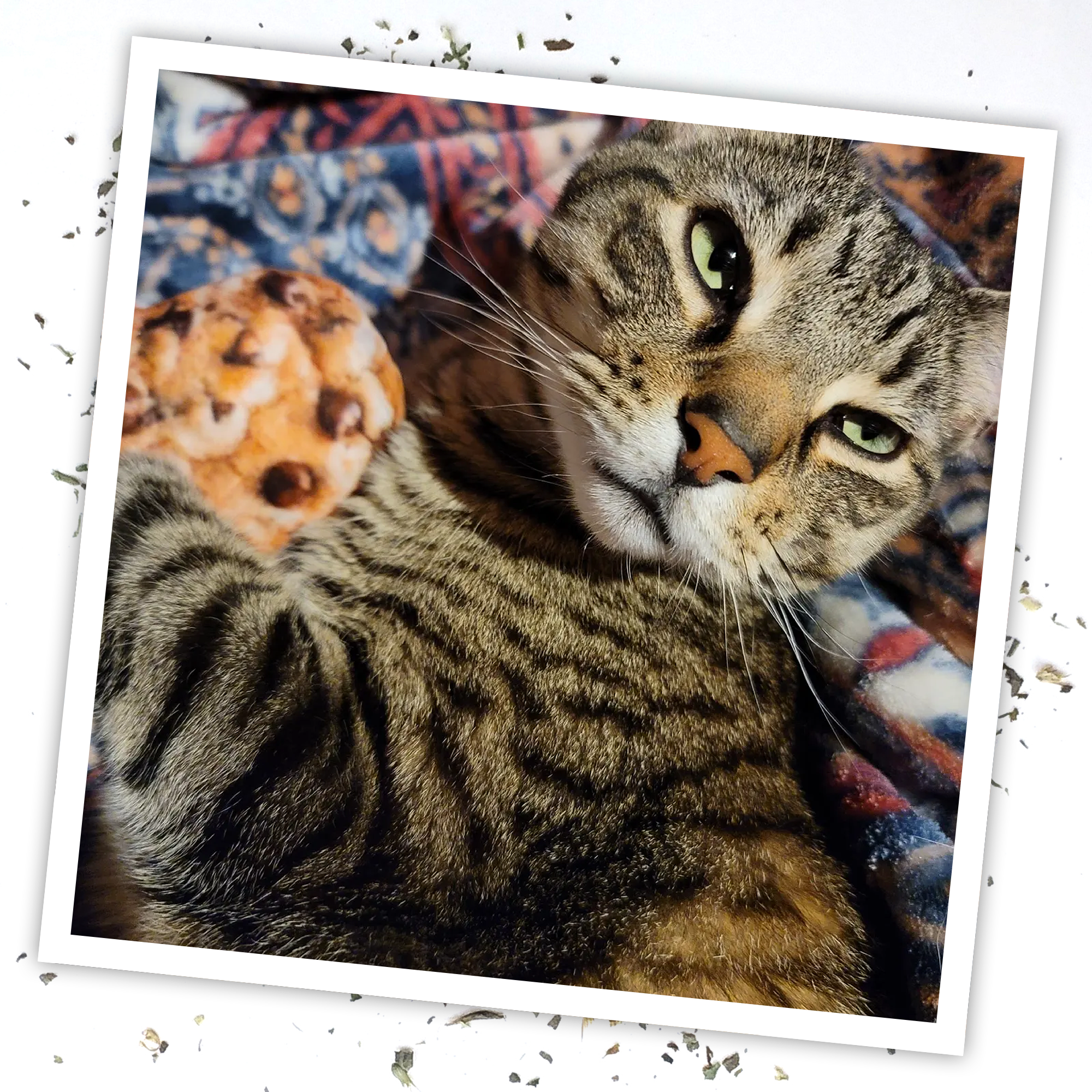 Get Baked Cookie Refillable Catnip Cat Toy