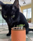 Tiny Terracotta Pet Grow Kits