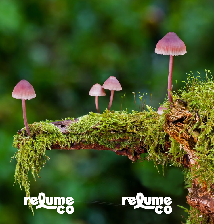 Moss Mushroom Lighter