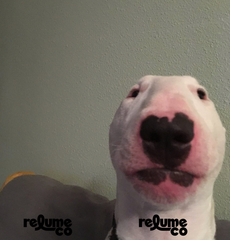 dog nose lighter