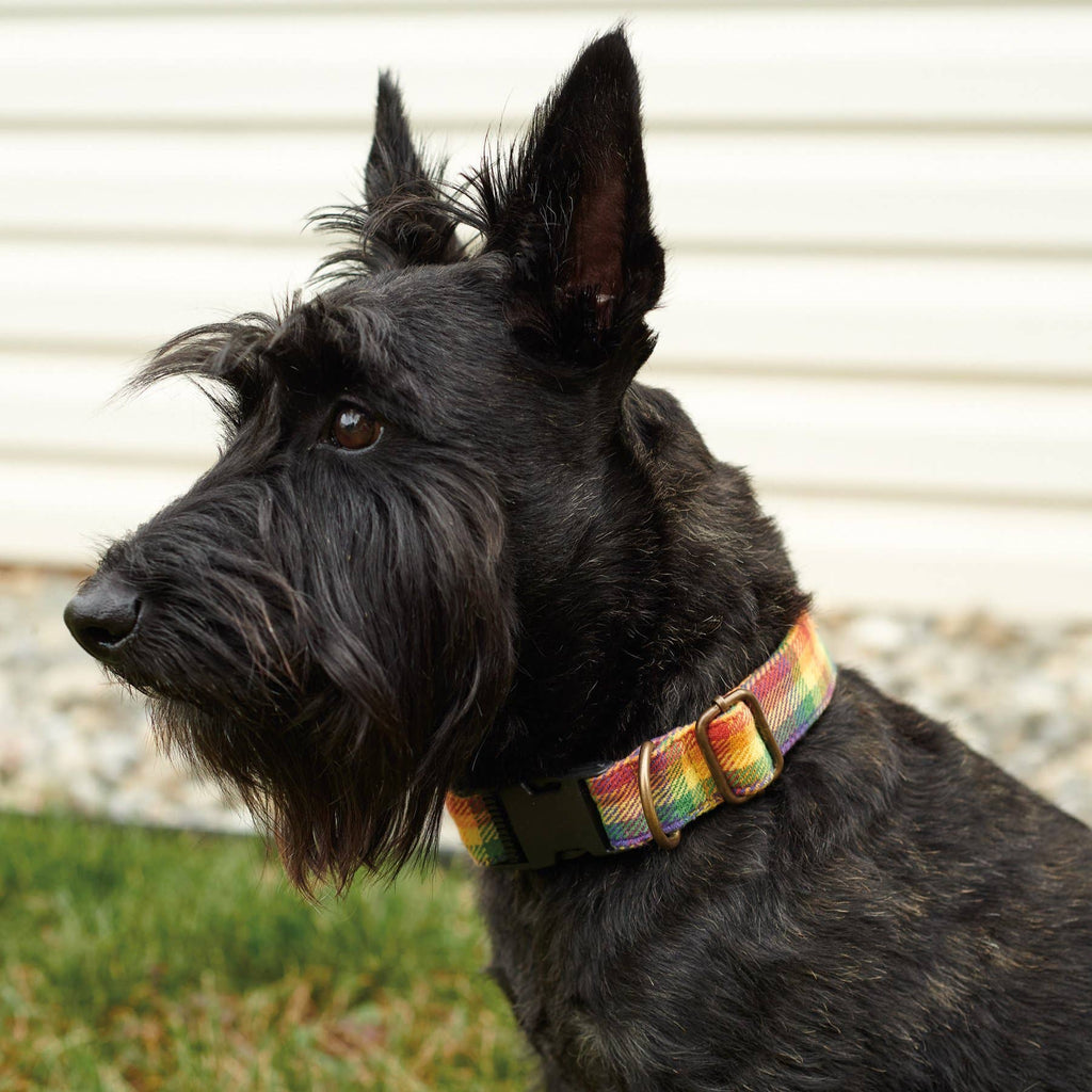 Rainbow Plaid Dog Collar