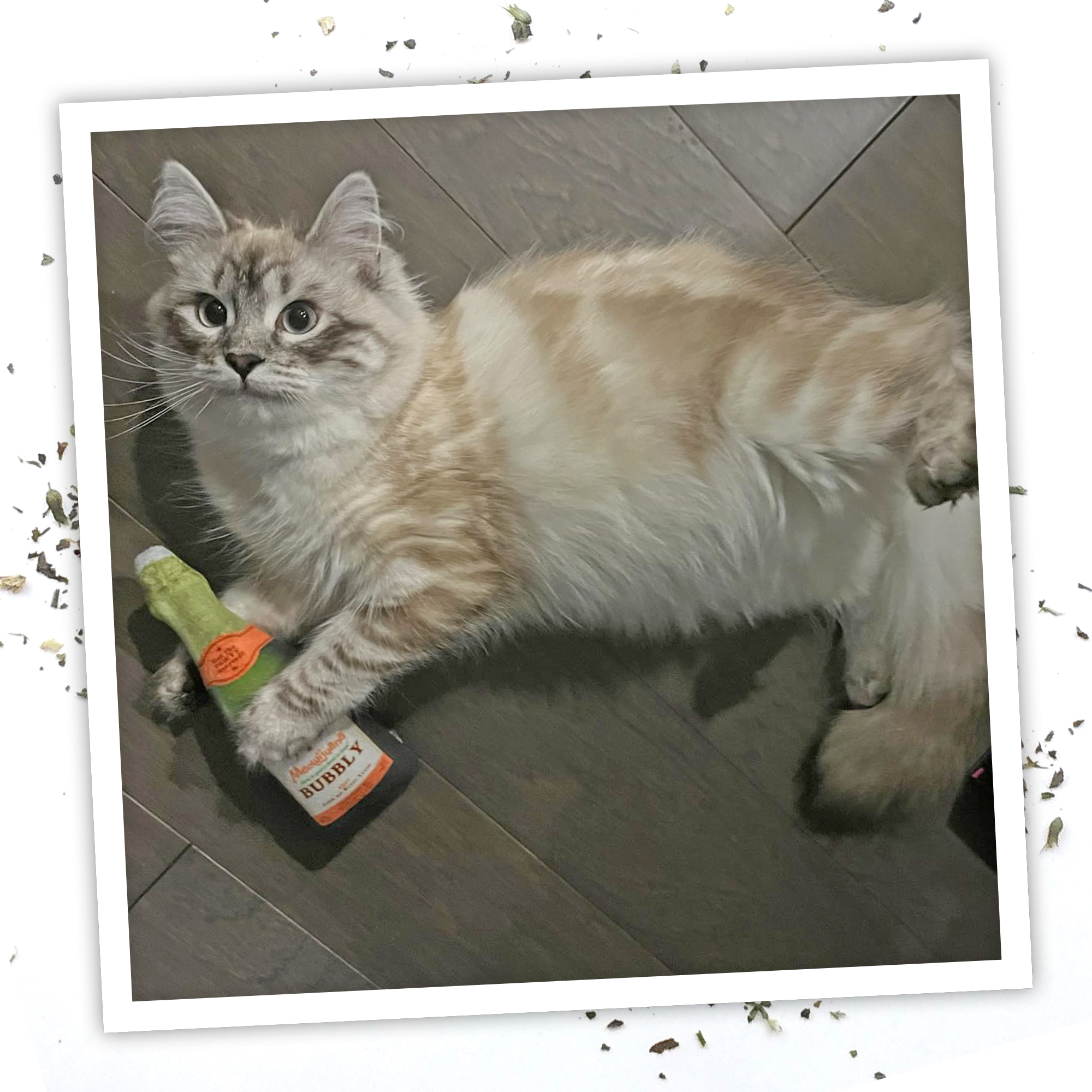 Get Toasted Champagne Bottle Refillable Catnip Cat Toy