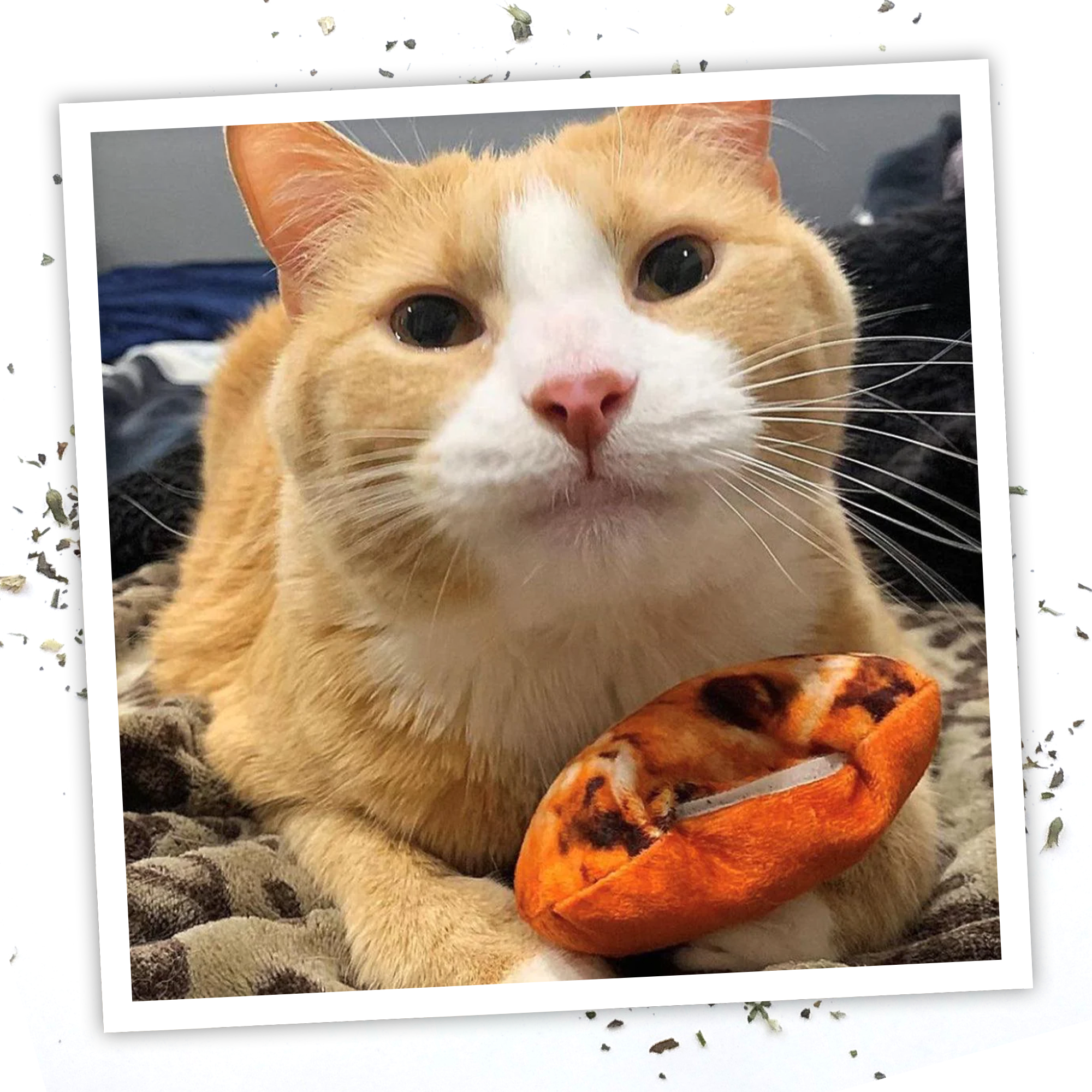 Get Baked Cookie Refillable Catnip Cat Toy