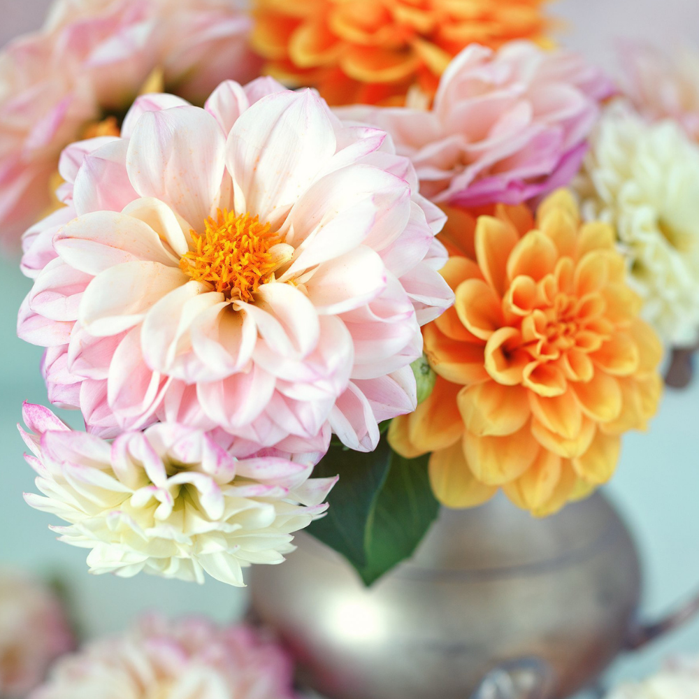 Darling Dahlia Paint by Numbers