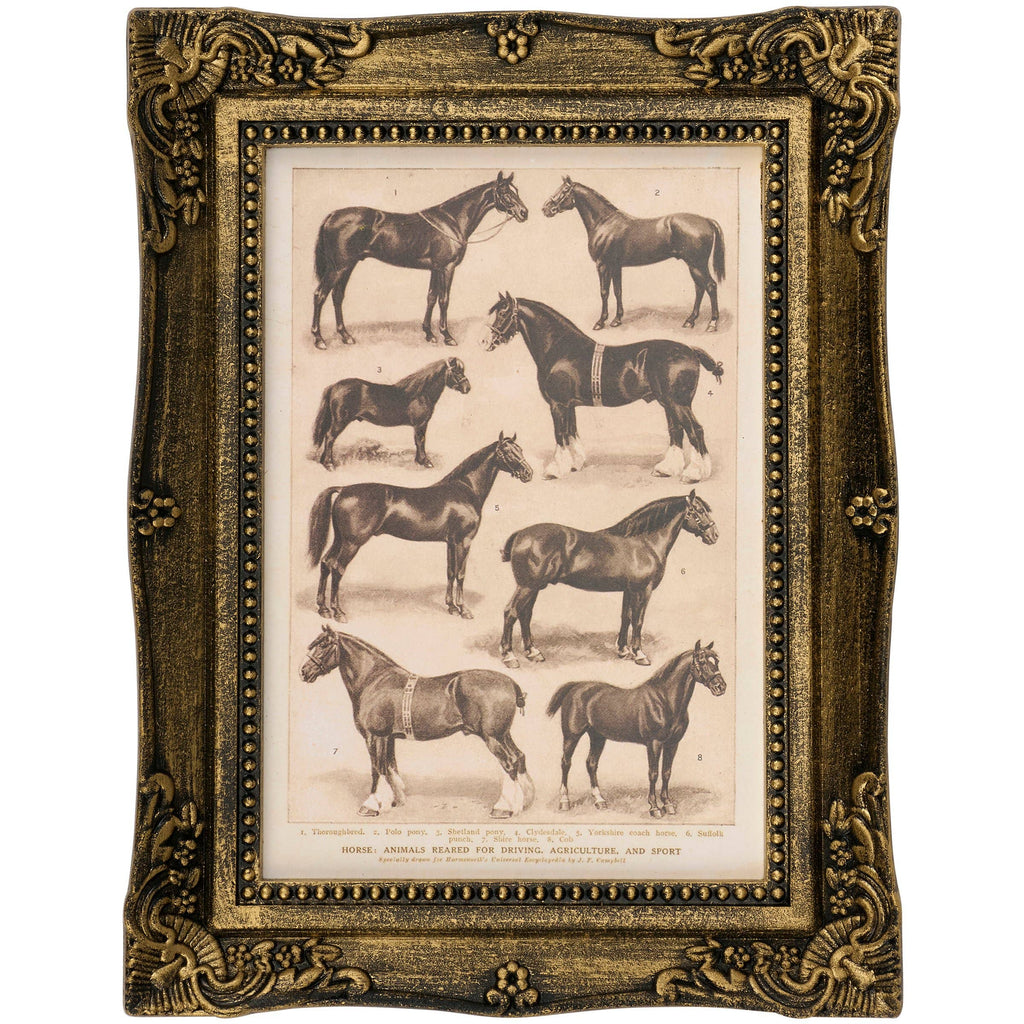 Horse Breeds Framed Wall Art