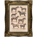 Horse Breeds Framed Wall Art