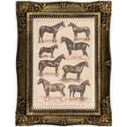 Horse Breeds Framed Wall Art