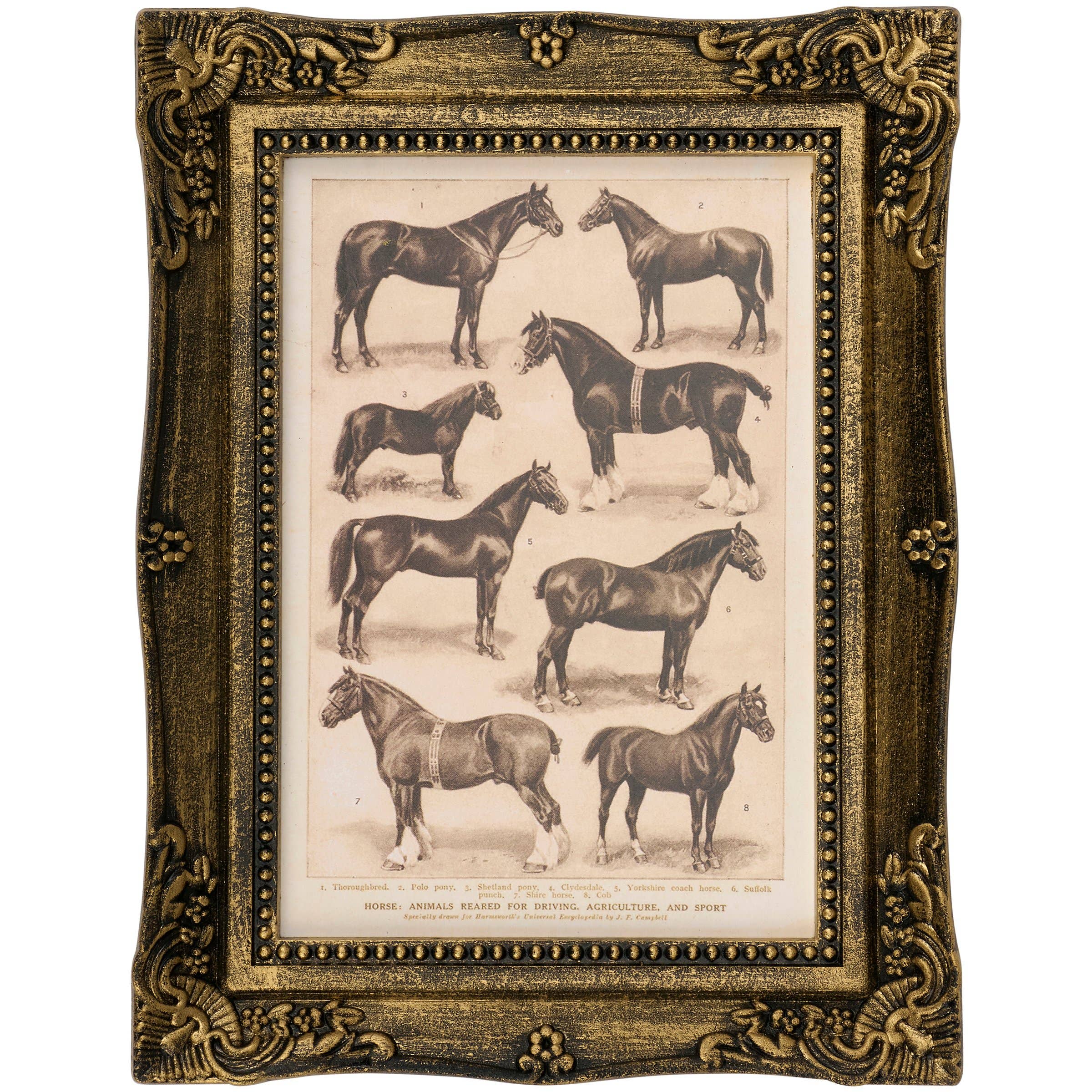 Horse Breeds Framed Wall Art