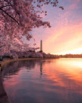 Cherry Blossom Sunrise 2024; 8x10 print