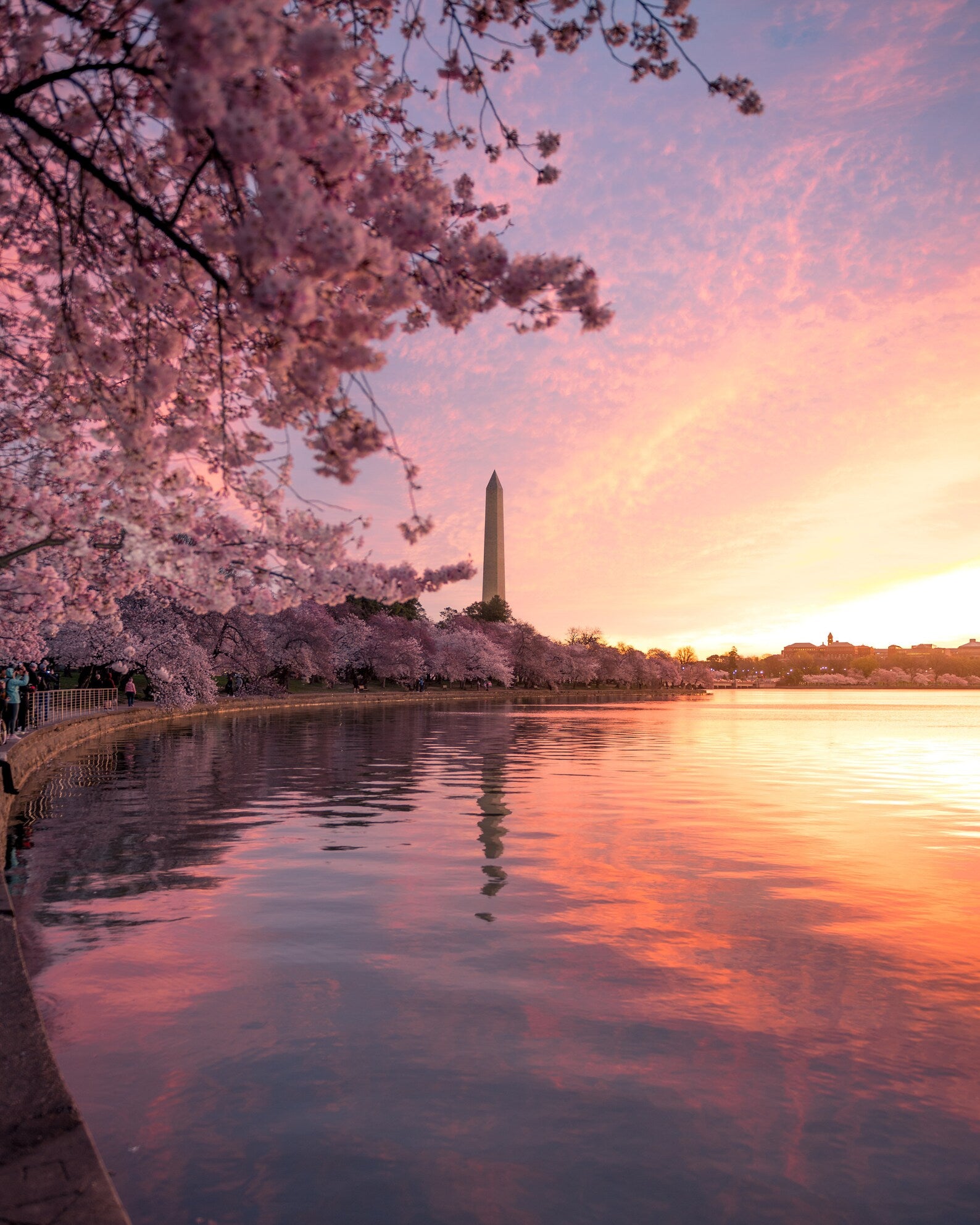 Cherry Blossom Sunrise 2024; 8x10 print