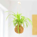 The Art of Kokedama- DIY Kit