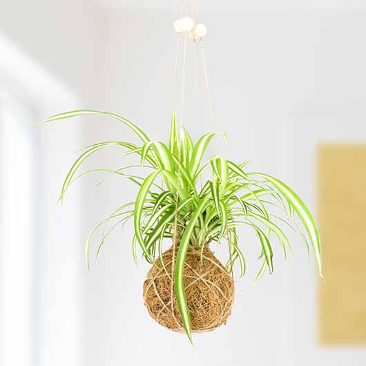 The Art of Kokedama- DIY Kit